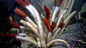 Riftia_tube_worms_Galapagos_2011